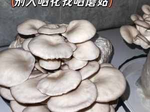 蘑菇蘑菇 7 爆料黑料——让你快速了解产品的优缺点