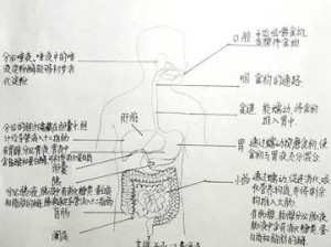 看镜子里我们的结合的地方科学，呈现你未曾见过的人体奥秘