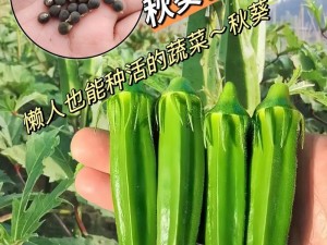 秋葵适合未满十八岁的女生食用吗？这种蔬菜营养丰富，含有多种维生素和矿物质