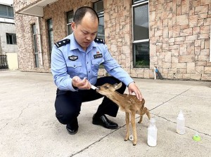 球球大作战水滴狍子获取攻略：解锁独特狍子形象的方法与步骤解析