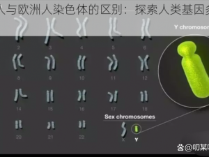 亚洲人与欧洲人染色体的区别：探索人类基因多样的奥秘