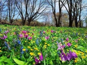 野花韩国视频免费观看神马，高品质视频资源，尽享视觉盛宴