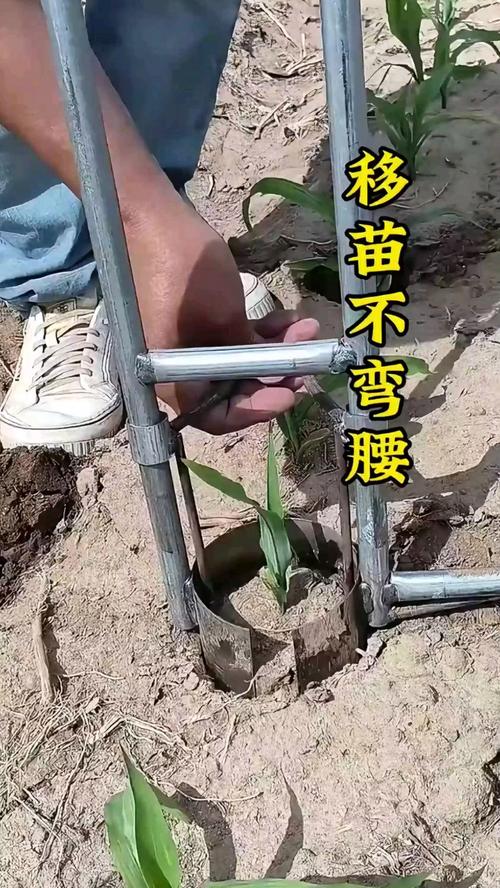 在野外用小雨伞拔萝卜，方便高效，轻松不弯腰