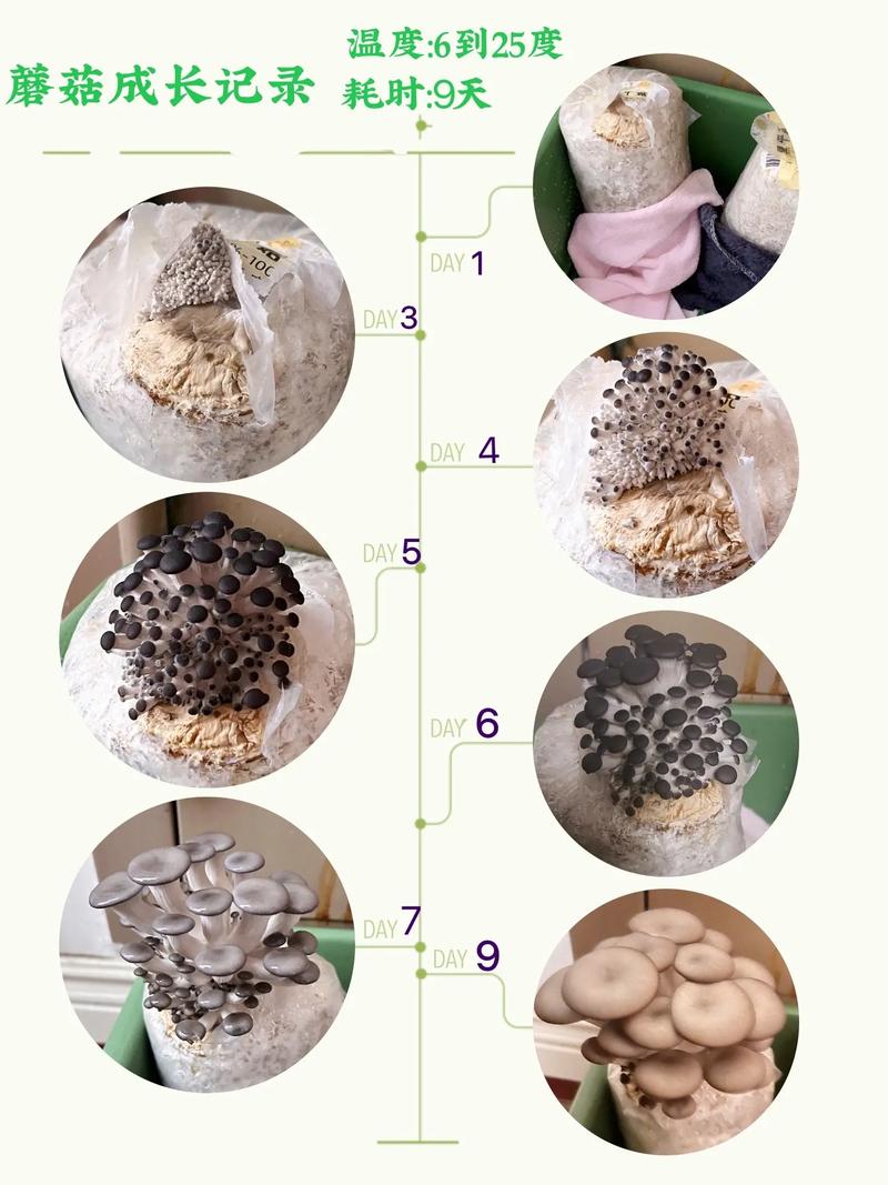 掌握生存技能：不同品种蘑菇在我的世界中的种植秘诀分享