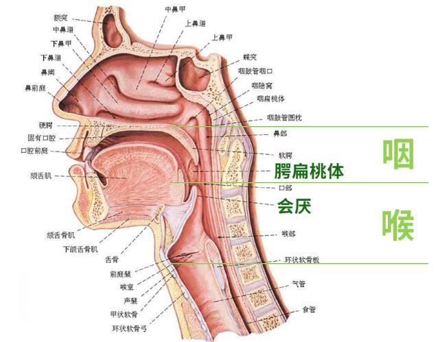 如何整根吞到喉咙？XX 产品，帮你解决