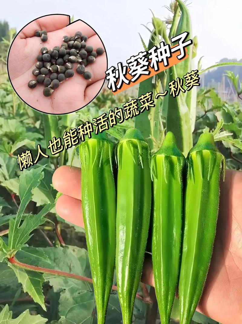 秋葵适合未满十八岁的女生食用吗？这种蔬菜营养丰富，含有多种维生素和矿物质