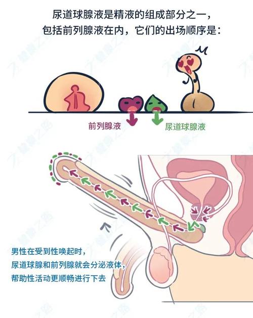 男硬了后有液体流出，可能是前列腺液，也可能是精液，这是怎么回事？