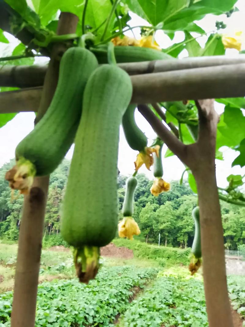 新鲜采摘，口感鲜美，营养丰富的草莓、香蕉、榴莲、黄瓜、丝瓜、茄子