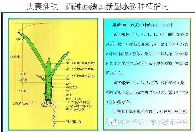 夫妻插秧一百种方法，新型水稻种植指南