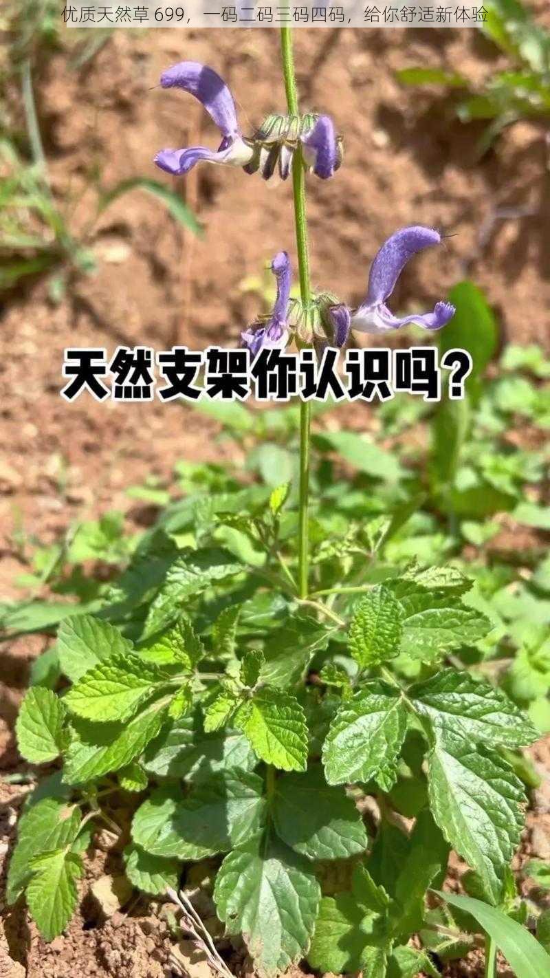 优质天然草 699，一码二码三码四码，给你舒适新体验